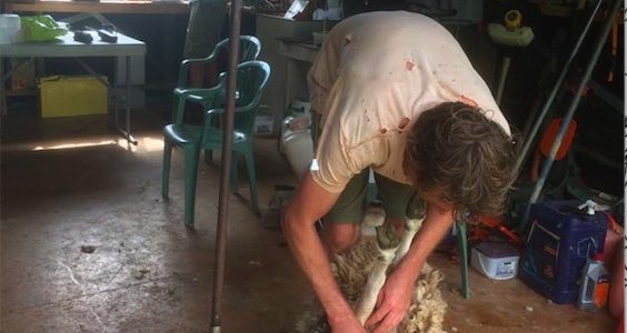 farm shed shearing